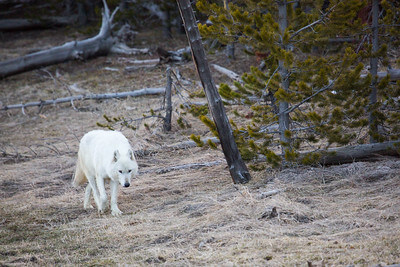 alpha-female-canyon-pack-nps-neal-herbert-yellowstone
