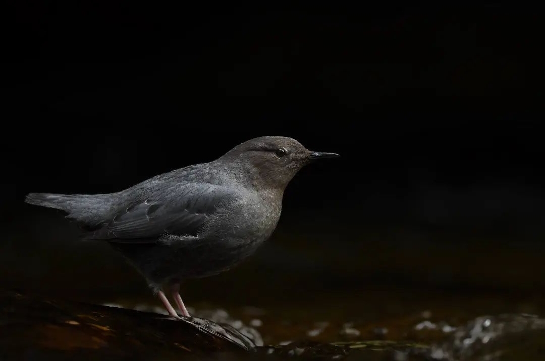 american-dipper-cinclus-mexicanus-justin-theurer