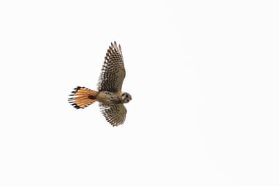 american-kestrel-kiting-near-the-north-entrance-nps-jacob-w-frank-yellowstone-small