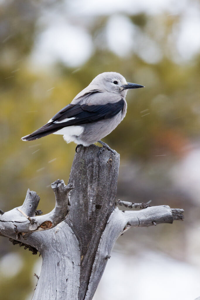 Clark's nutcracker perched on a dead tree in Yellowstone.