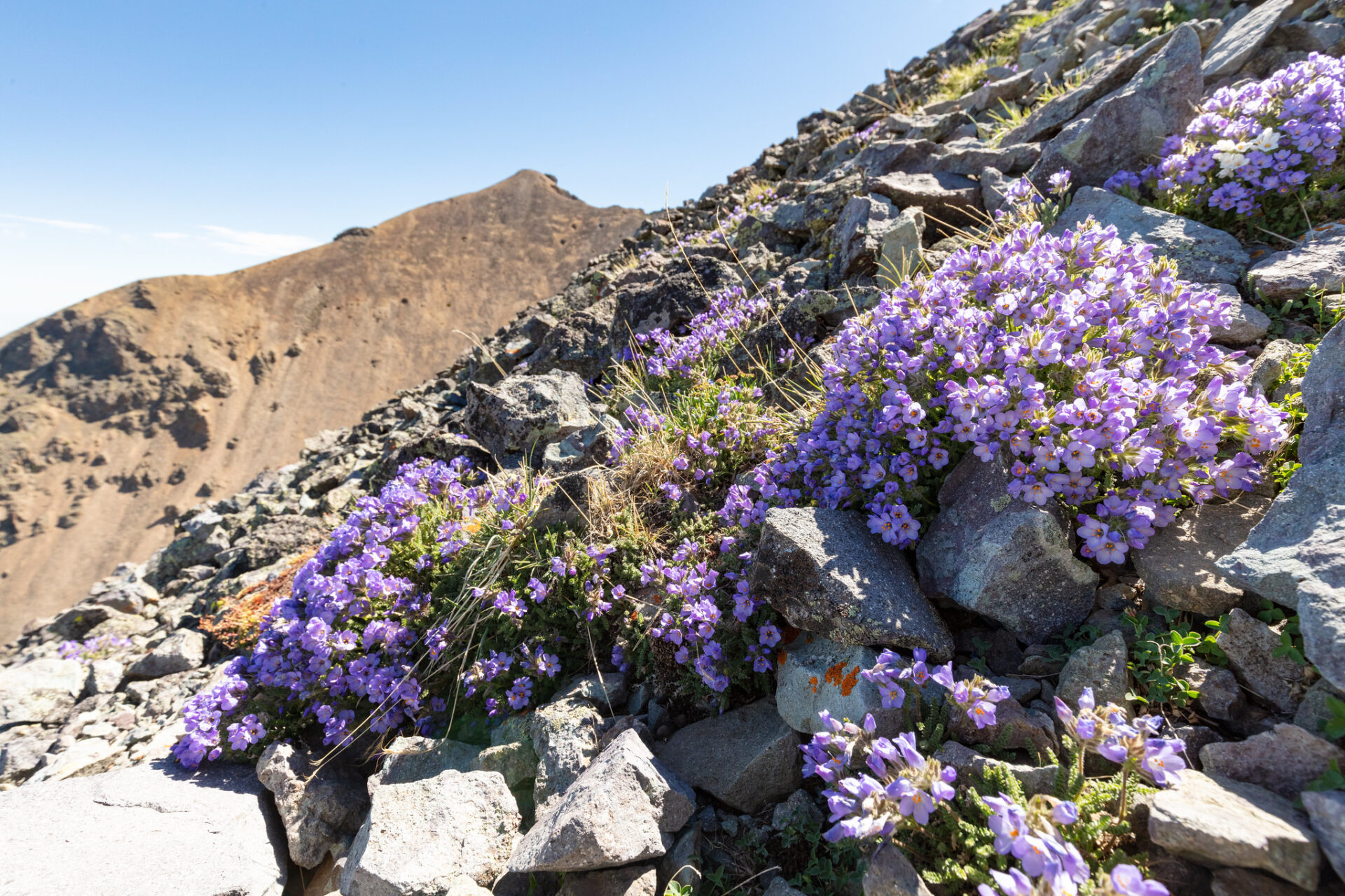 Custer-Gallatin-National-Forest-Emigrant-Peak-Trail-alpine-wildflowers-NPS Custer-Gallatin-National-Forest-Emigrant-Peak-Trail-alpine-wildflowers-NPS-greater-yellowstone