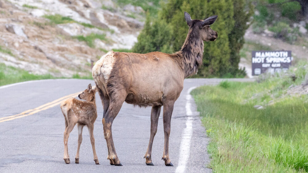 Elk calf and cow on the road near Mammoth Hot Springs in Yellowstone.