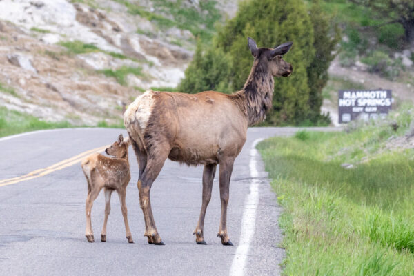 Elk calf and cow on the road near Mammoth Hot Springs in Yellowstone.