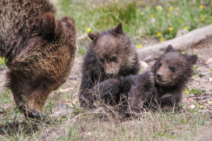 Two playful grizzly cubs and mom in Yellowstone.