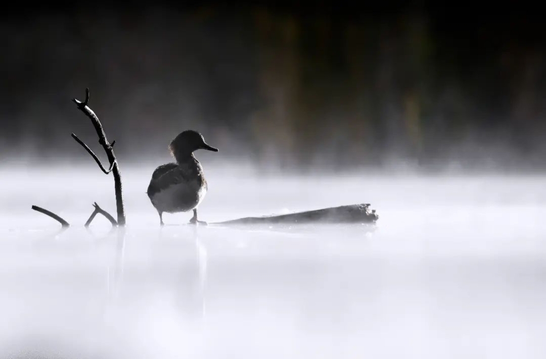 hooded-merganser-lophodytes-cucullatus-justin-theurer