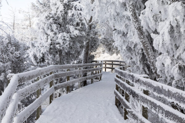 Rime ice built on Mammoth Hot Springs trees and boardwalk.
