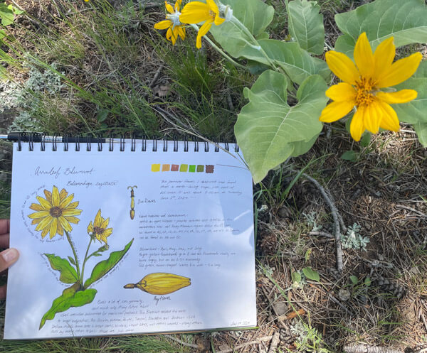 nature-journal-arrowleaf-balsamroot-yf-piper-jerfferson