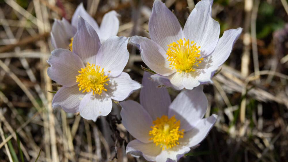 Pasqueflower seen on a hike in early spring in Yellowstone.