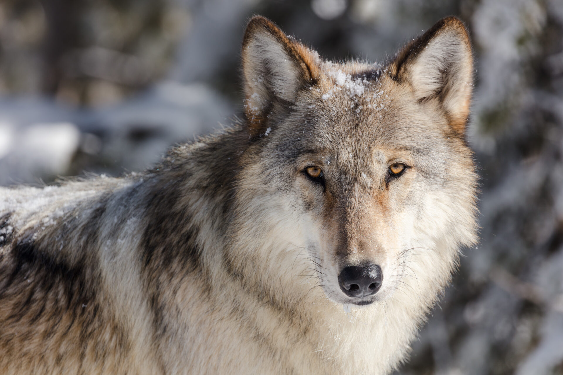 wolf-portrait-taken-from-a-vehicle-in-a-pullout-yellowstone-nps-jacob-frank