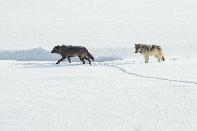 wolves-in-hayden-valley-yellowstone-nps-ashton-hooker (1)